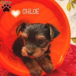 Chloe, Yorkie Puppy